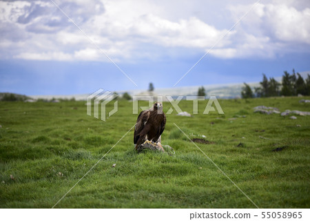 Mongolian eagle 55058965