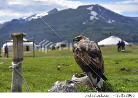 Mongolian eagle 55058966
