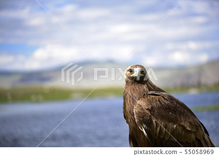 Mongolian eagle 55058969