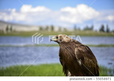 Mongolian eagle 55058971