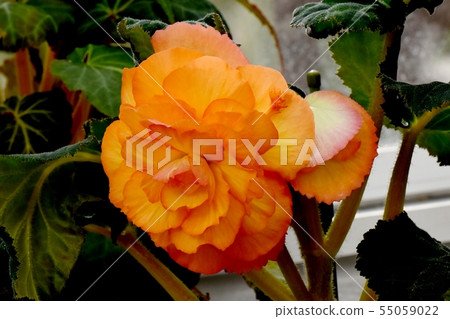 開花在調布市植物園裡的橙色秋海棠 55059022