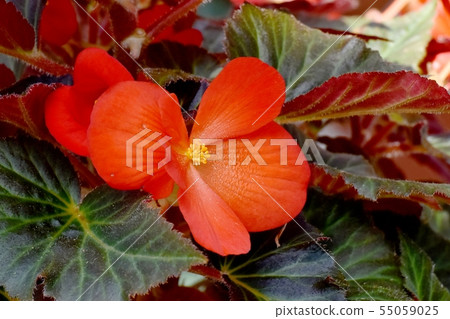 開花在調布市植物園裡的橙色秋海棠 開花在調布市植物園裡的橙色秋海棠 55059025