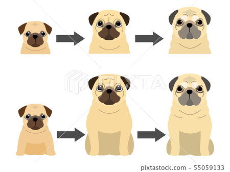 Pug's aging process 55059133