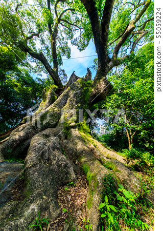 Tsukazaki Daisuke [佐賀縣武雄市] 55059224