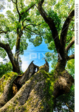 Daisuke Tsukazaki [Saga Prefecture Takeo City] 55059233