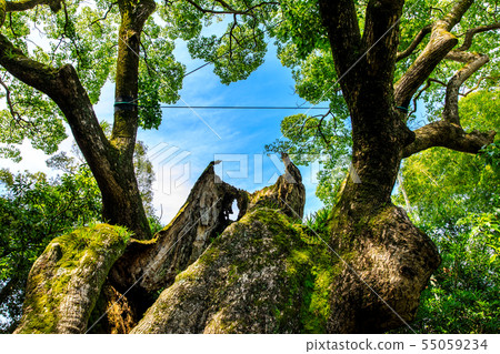 Daisuke Tsukazaki [Saga Prefecture Takeo City] 55059234