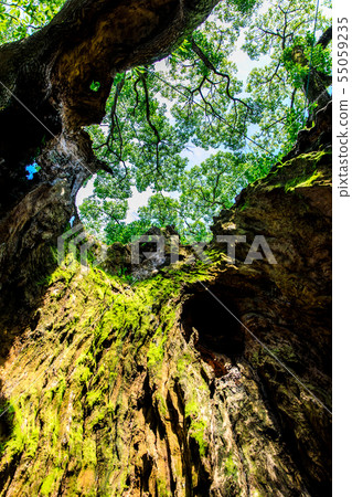 Tsukazaki Daisuke [佐賀縣武雄市] 55059235