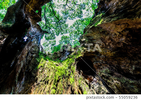 Tsukazaki Daisuke [佐賀縣武雄市] 55059236