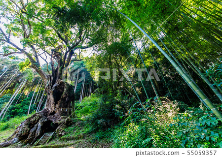 Takeo的Daigo [佐賀縣武雄市] 55059357