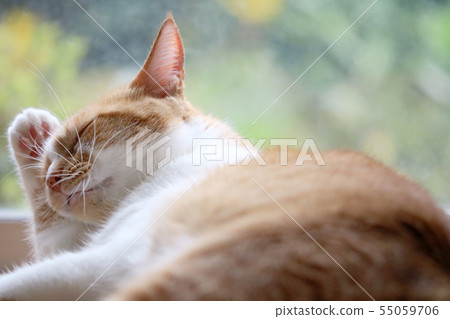 Cat-31 55059706