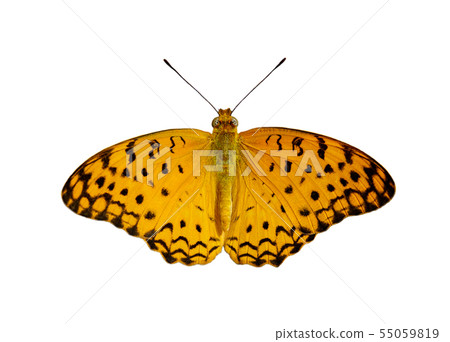 Image of Common Leopard Butterfly. Insect. Image of Common Leopard Butterfly. Insect. 55059819