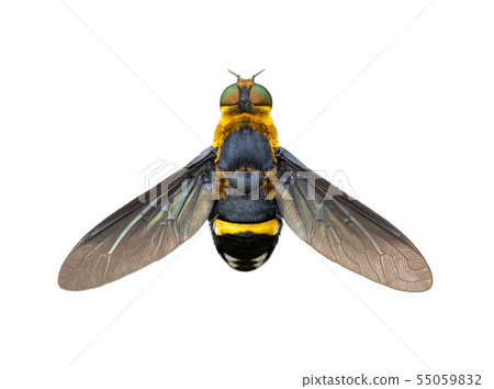 Image of hoverfly(Syrphidae). Insect. Image of hoverfly(Syrphidae). Insect. 55059832
