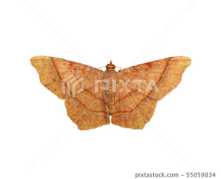 Image of brown butterfly(Moth). Insect. Image of brown butterfly(Moth). Insect. 55059834