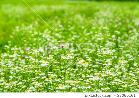 A riverbed where summer flowers bloom 55060161