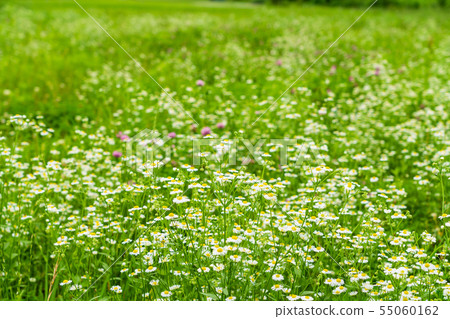 A riverbed where summer flowers bloom 55060162