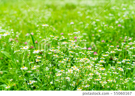 夏天花開花的河床 55060167