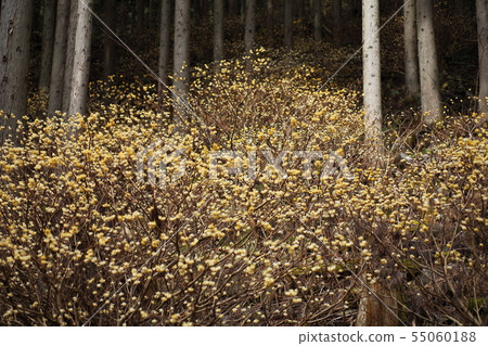 Motomata's Mitsumata Motomata's Mitsumata 55060188