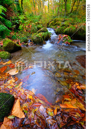 Oyama Kiyazawa Autumn leaves Oyama Kiyazawa Autumn leaves 55060556