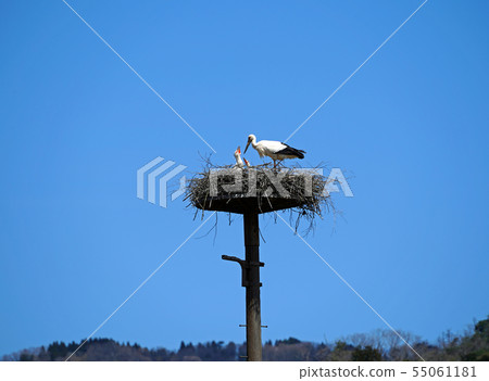 Stork parent and child 55061181