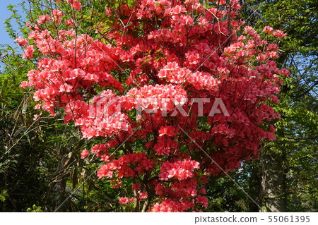 盛開紅色玫瑰杜鵑花紅色 盛開紅色玫瑰杜鵑花紅色 55061395