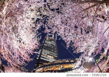 櫻花和東京中城 櫻花和東京中城 55061720