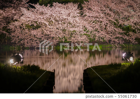 Cherry blossoms illuminated by light Cherry blossoms illuminated by light 55061730