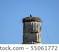 Birds that make nests in the pillars of the ruins 55061772