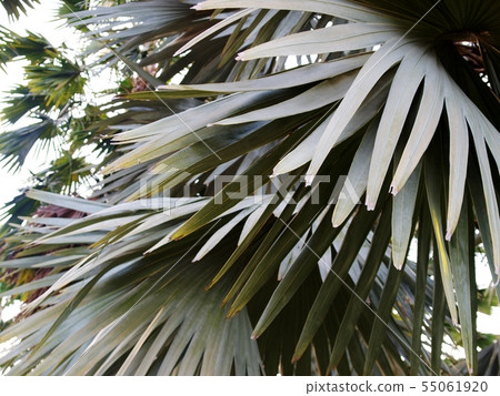 palm trees under noon sunlight leaves crop closeup 55061920