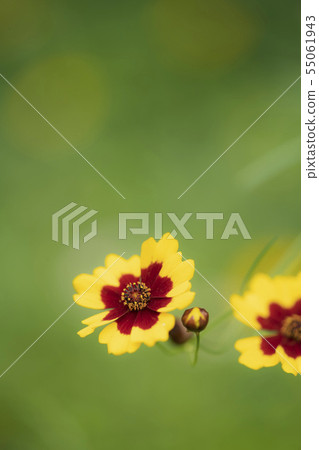 平原波斯菊 平原波斯菊 55061943