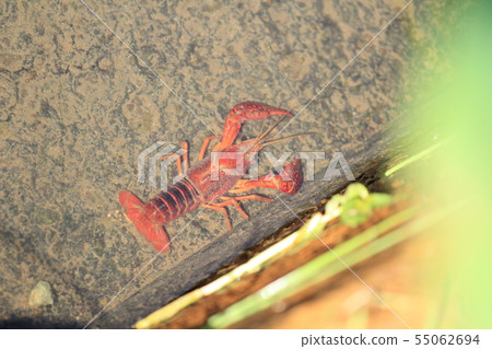 Crayfish in the pond Crayfish in the pond 55062694