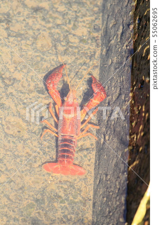 Crayfish in the pond 55062695