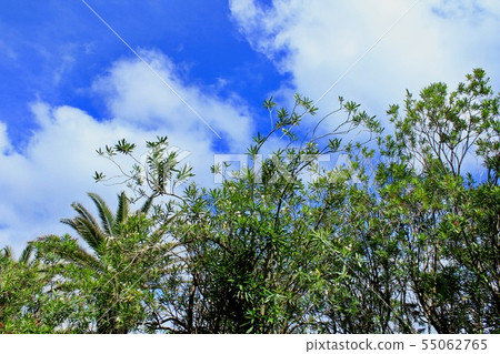 Izu Shimoda Beautiful Rakuen Iritahama Izu Shimoda Beautiful Rakuen Iritahama 55062765