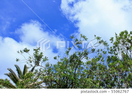 Izu Shimoda Beautiful Rakuen Iritahama Izu Shimoda Beautiful Rakuen Iritahama 55062767
