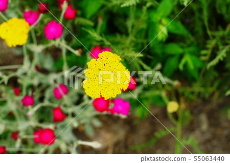 Yellow and red florets in the field 55063440