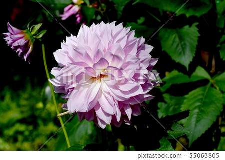 開花在調布市植物園裡的淺紫色的大麗花(Ginei) 開花在調布市植物園裡的淺紫色的大麗花(Ginei) 55063805
