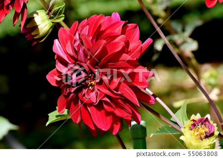 紅色大麗花（Yukino）盛開在調布市植物園 55063808