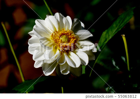 開花在調布市植物園裡的白色大麗花（香草嬰孩） 55063812