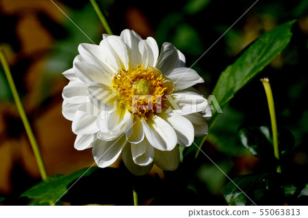 開花在調布市植物園裡的白色大麗花（香草嬰孩） 55063813