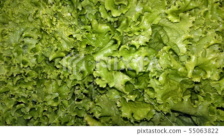 A lot of freshly picked lettuce leaves A lot of freshly picked lettuce leaves 55063822