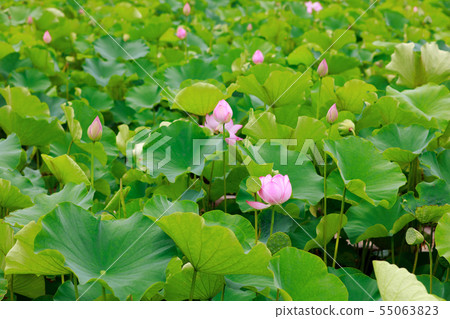 Lotus Lotus 55063823