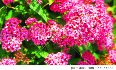 Shimotsuke's flower 55063878
