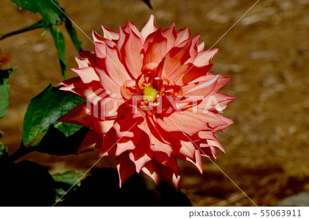 Pink Dahlia (Sindbat) Blooming in the Botanical Garden of Chofu City 55063911