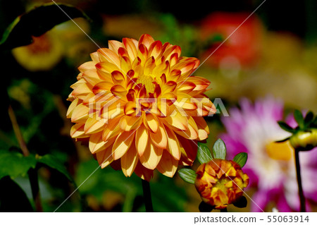 Orange Dahlia (Marmalade) Blooming in the Botanical Garden of Chofu City 55063914