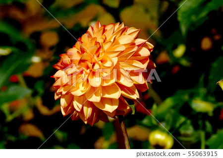 Orange Dahlia (Marmalade) Blooming in the Botanical Garden of Chofu City Orange Dahlia (Marmalade) Blooming in the Botanical Garden of Chofu City 55063915