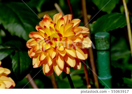 Orange Dahlia (Marmalade) Blooming in the Botanical Garden of Chofu City 55063917