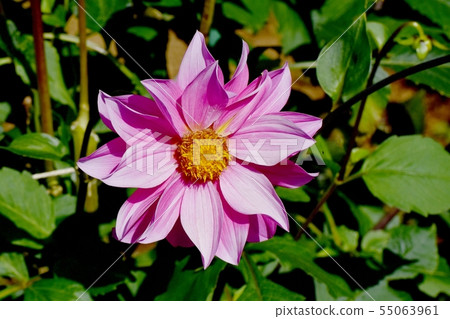 開花在調布市植物園裡的桃紅色大麗花 開花在調布市植物園裡的桃紅色大麗花 55063961