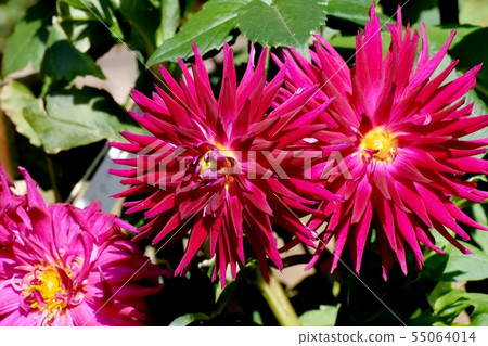 Dark Pink Dahlia (Camano Code) Blooming in the Botanical Garden of Chofu City Dark Pink Dahlia (Camano Code) Blooming in the Botanical Garden of Chofu City 55064014