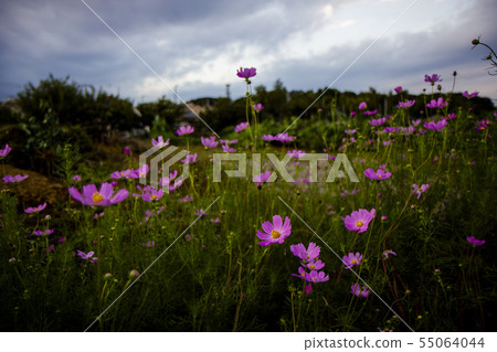 I was on my way home from a pink cosmos I was on my way home from a pink cosmos 55064044