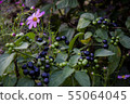 桃紅色波斯菊和藍色果子在回家的路上 55064045
