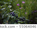 桃紅色波斯菊和藍色果子在回家的路上 55064046